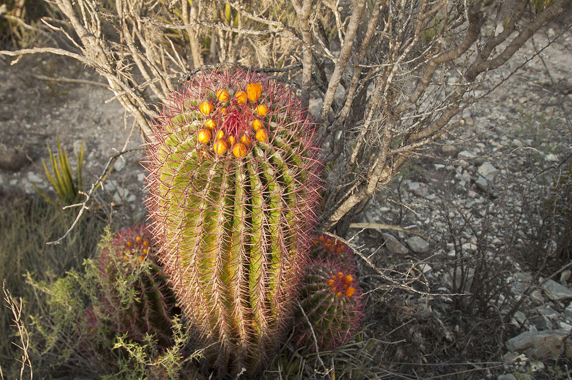 Ferocactus pilosus